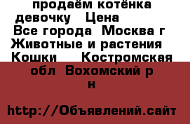 продаём котёнка девочку › Цена ­ 6 500 - Все города, Москва г. Животные и растения » Кошки   . Костромская обл.,Вохомский р-н